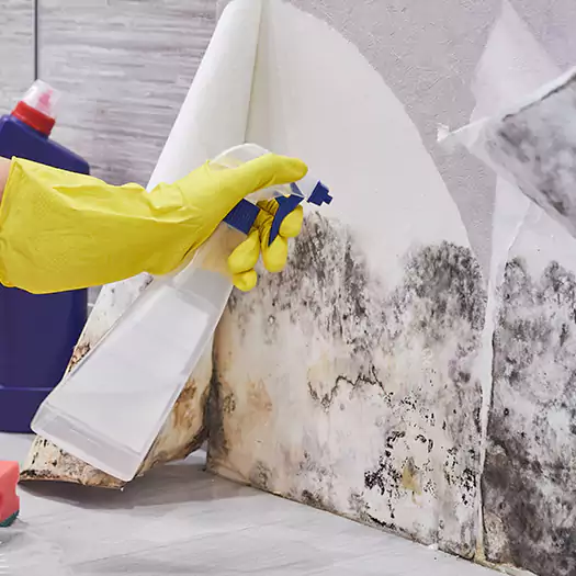 Reliable Mold Abatement Specialists in Memphis, TN