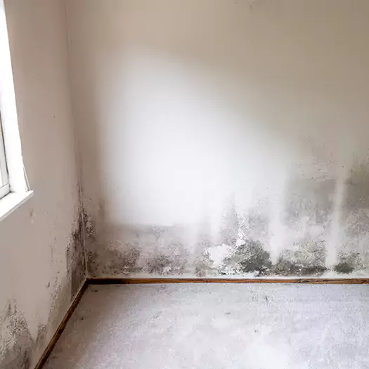 Trusted Mold Cleanup Specialists in Memphis, TN