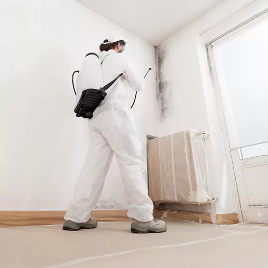 Trusted Mold Damage Experts in Memphis, TN