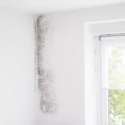 Trusted Mold Eradication Professionals Serving in Memphis, TN