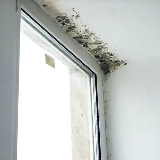 Experienced Mold Mitigation Specialists in Memphis, TN