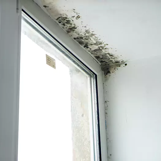 Trusted Mold on Bathroom Ceiling Experts in Memphis, TN