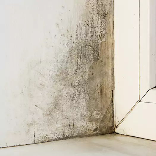 Skilled Mold on Drywall Experts in Memphis, TN