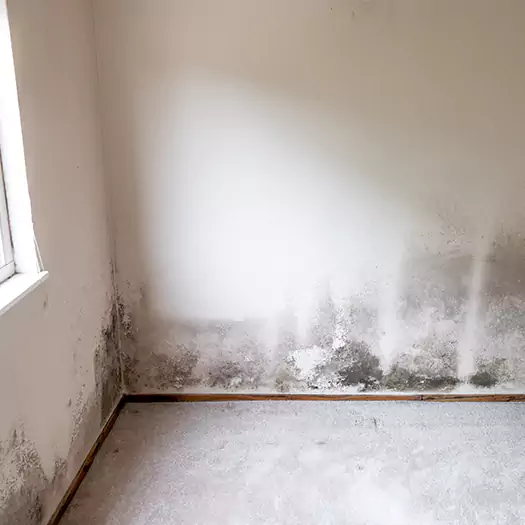 Trusted Mold on the Wall Experts in Memphis, TN