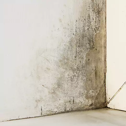 #1 Mold Remediation and Removal Experts in Memphis, TN