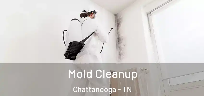  Mold Cleanup Chattanooga - TN