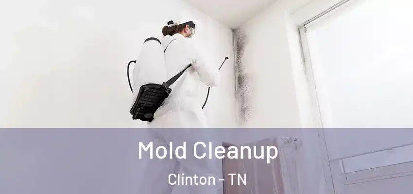  Mold Cleanup Clinton - TN