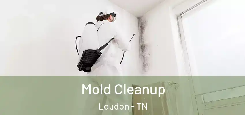 Mold Cleanup Loudon - TN