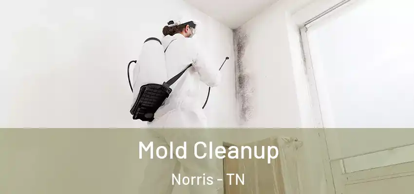 Mold Cleanup Norris - TN