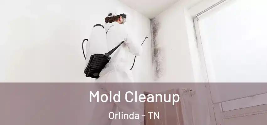  Mold Cleanup Orlinda - TN