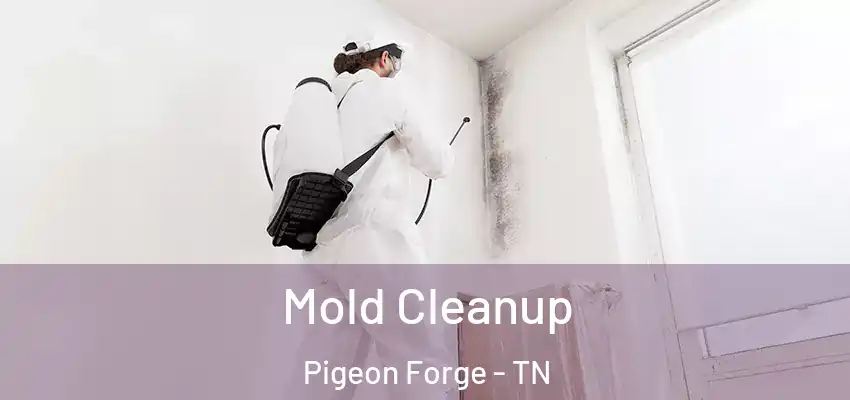  Mold Cleanup Pigeon Forge - TN