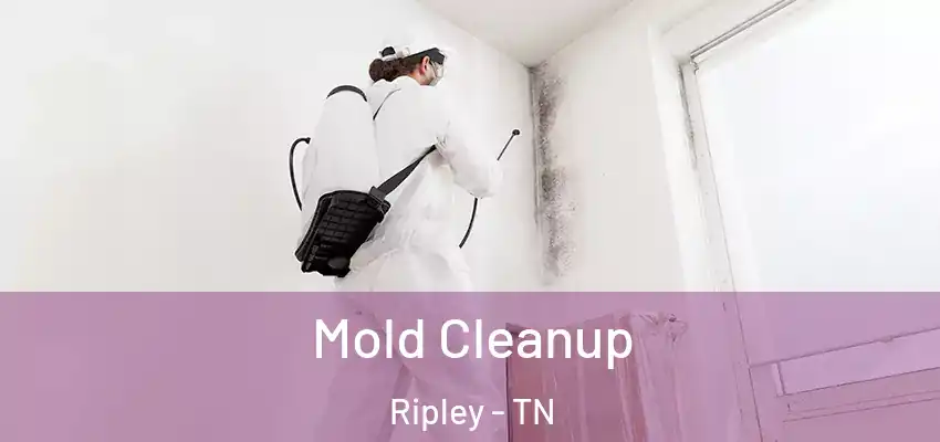  Mold Cleanup Ripley - TN