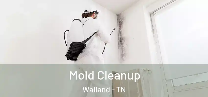  Mold Cleanup Walland - TN