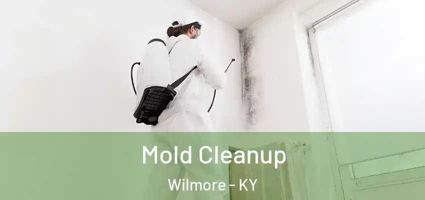 Mold Cleanup Wilmore - KY
