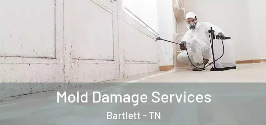  Mold Damage Services Bartlett - TN