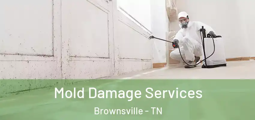 Mold Damage Services Brownsville - TN