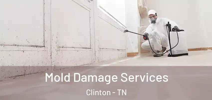 Mold Damage Services Clinton - TN