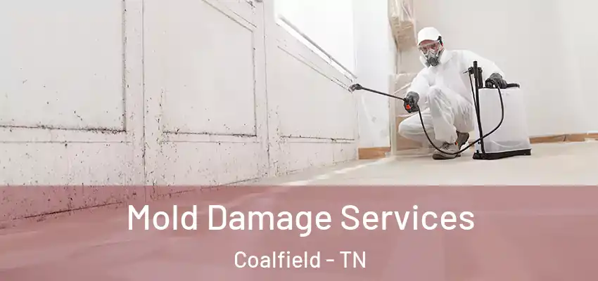 Mold Damage Services Coalfield - TN