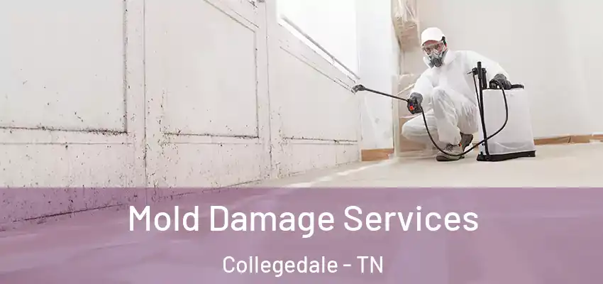  Mold Damage Services Collegedale - TN