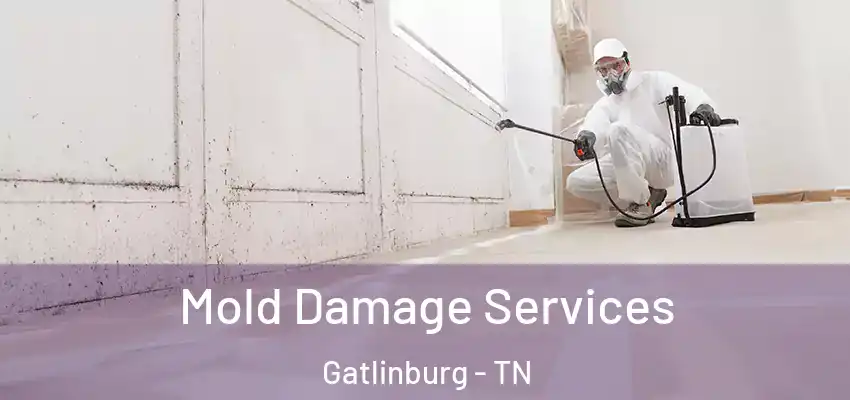  Mold Damage Services Gatlinburg - TN