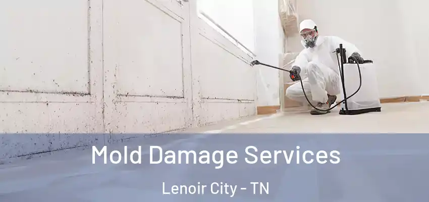 Mold Damage Services Lenoir City - TN