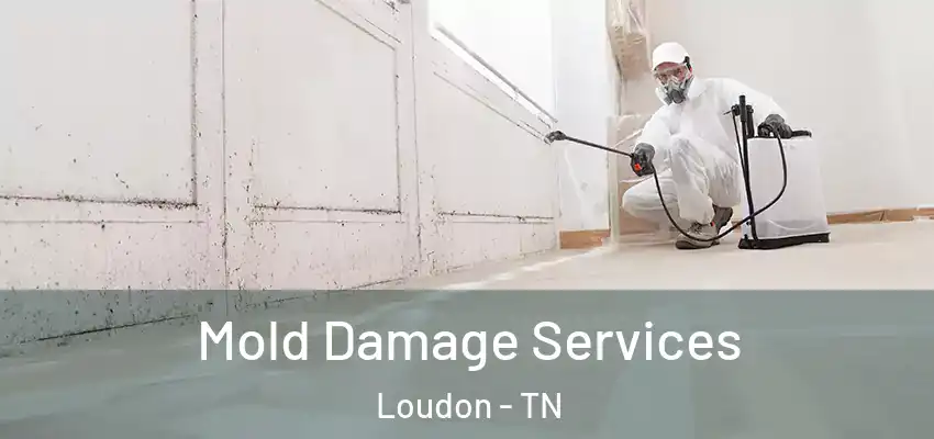  Mold Damage Services Loudon - TN