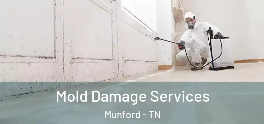 Mold Damage Services Munford - TN