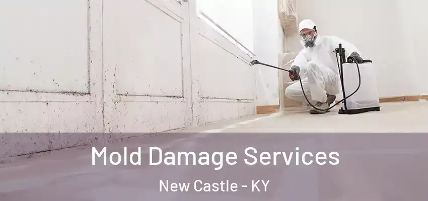  Mold Damage Services New Castle - KY