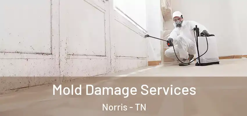  Mold Damage Services Norris - TN