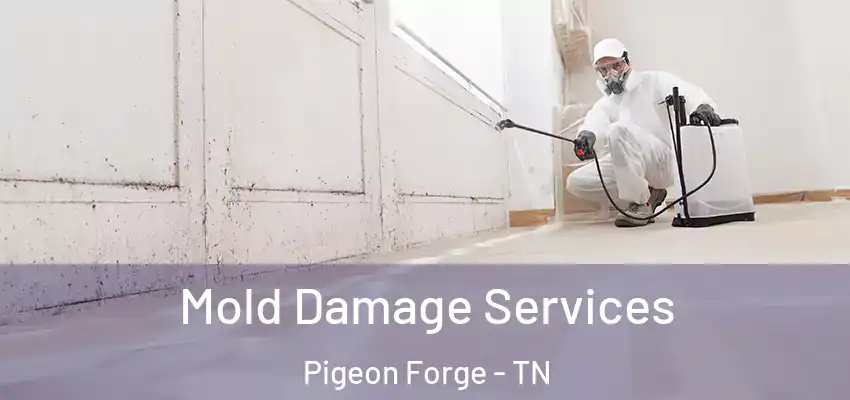  Mold Damage Services Pigeon Forge - TN
