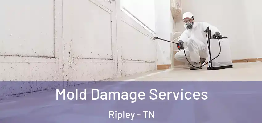Mold Damage Services Ripley - TN