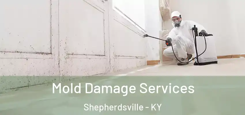  Mold Damage Services Shepherdsville - KY