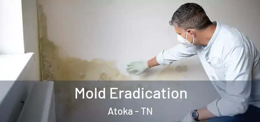  Mold Eradication Atoka - TN