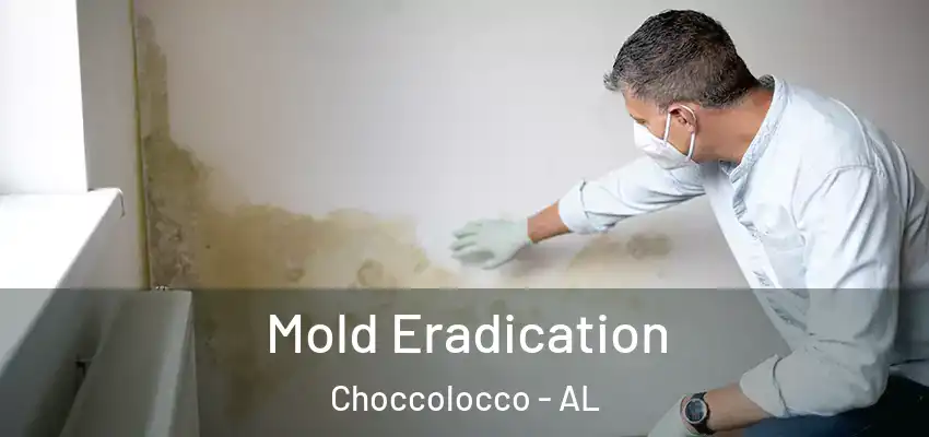 Mold Eradication Choccolocco - AL