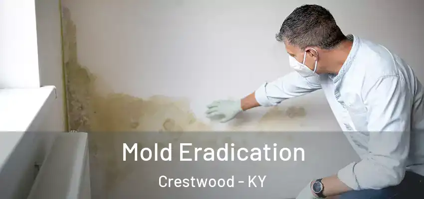  Mold Eradication Crestwood - KY