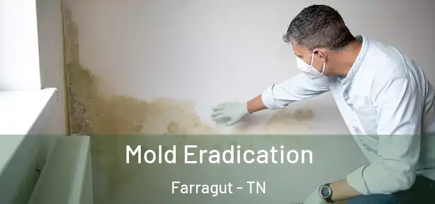  Mold Eradication Farragut - TN