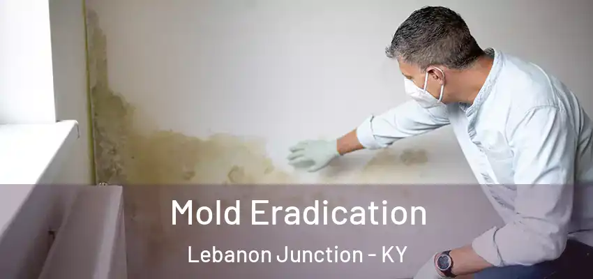 Mold Eradication Lebanon Junction - KY