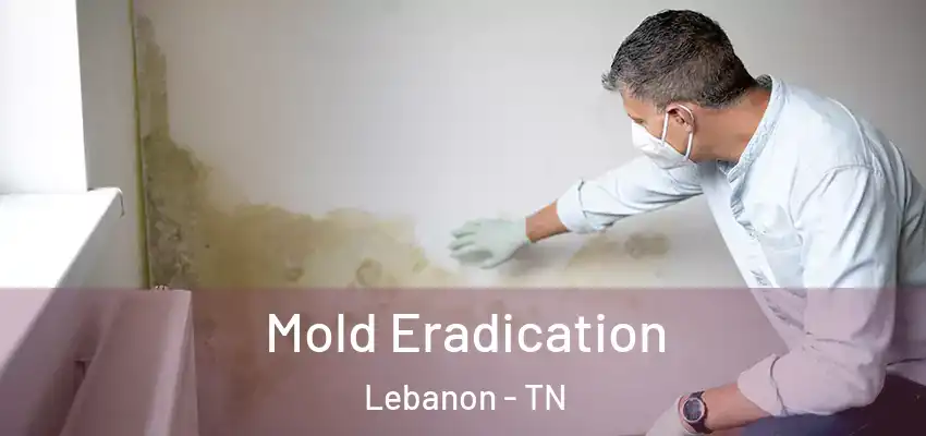  Mold Eradication Lebanon - TN