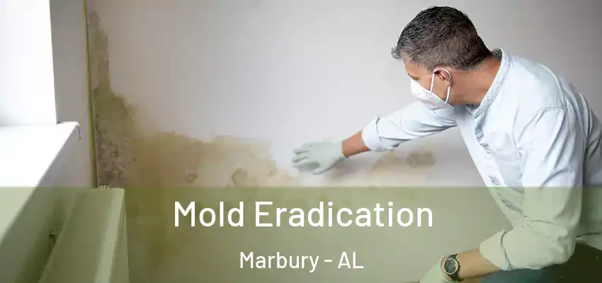  Mold Eradication Marbury - AL