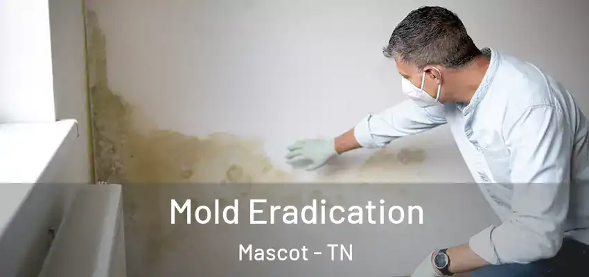  Mold Eradication Mascot - TN