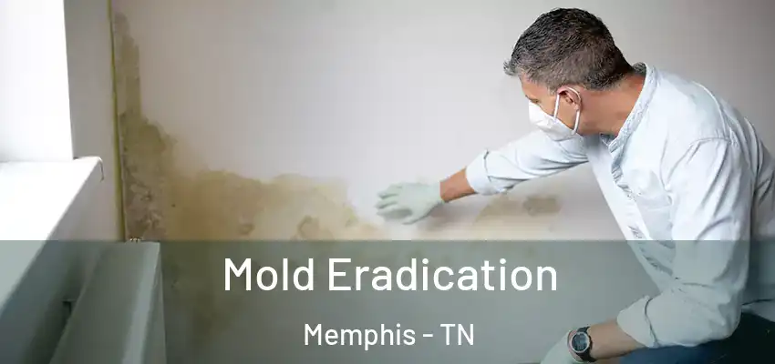  Mold Eradication Memphis - TN