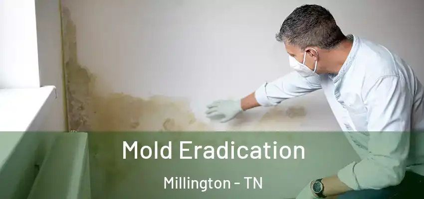  Mold Eradication Millington - TN