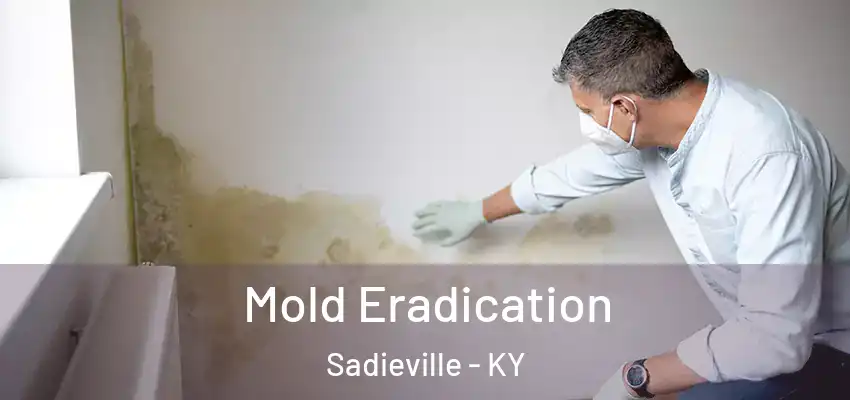  Mold Eradication Sadieville - KY
