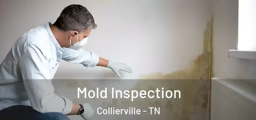  Mold Inspection Collierville - TN