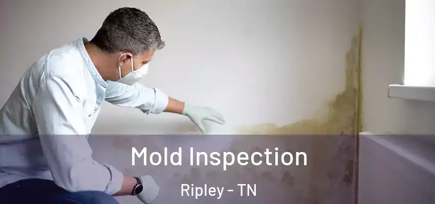 Mold Inspection Ripley - TN