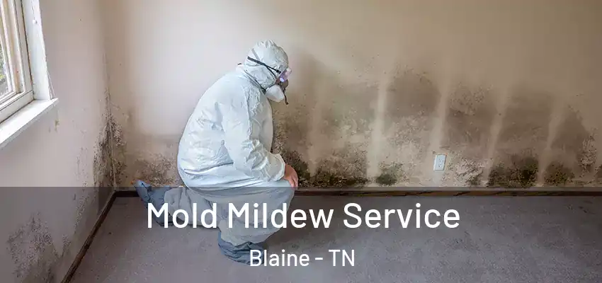  Mold Mildew Service Blaine - TN