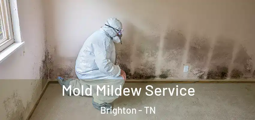  Mold Mildew Service Brighton - TN