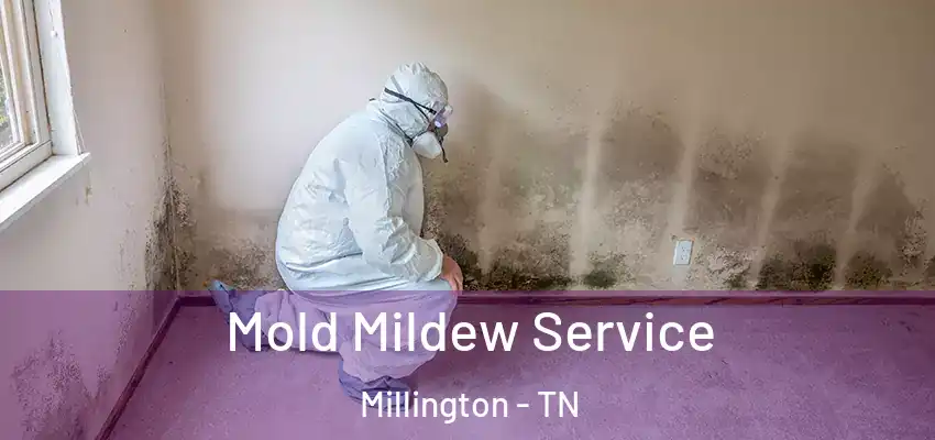 Mold Mildew Service Millington - TN