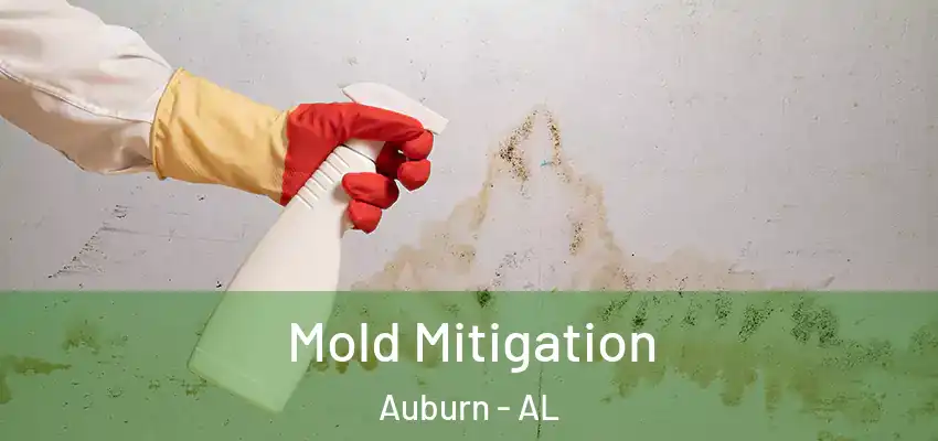 Mold Mitigation Auburn - AL