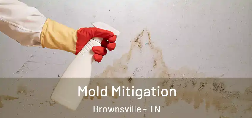  Mold Mitigation Brownsville - TN